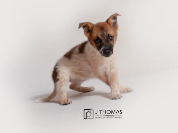 Cowboy-DOG-Female-Red and White-18826-Petland Topeka, Kansas