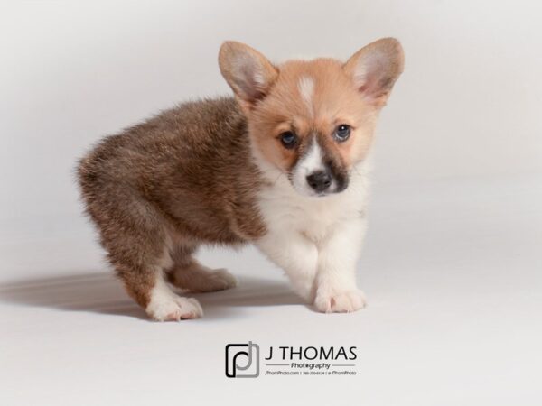 Pembroke Welsh Corgi DOG Female Sable and White 18825 Petland Topeka, Kansas