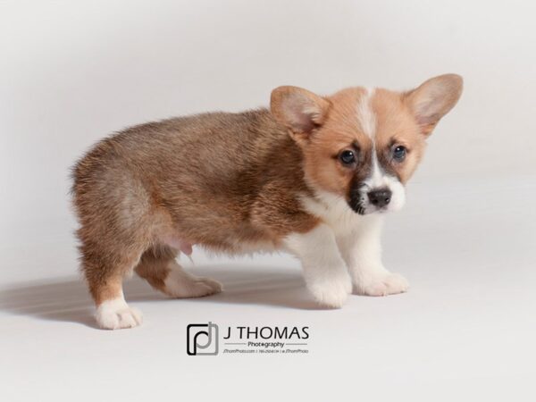 Pembroke Welsh Corgi DOG Male Sable and White 18824 Petland Topeka, Kansas