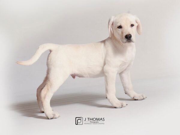 Labrador Retriever DOG Male Yellow 18823 Petland Topeka, Kansas