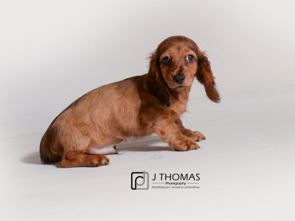 Dachshund DOG Male Red 18822 Petland Topeka, Kansas