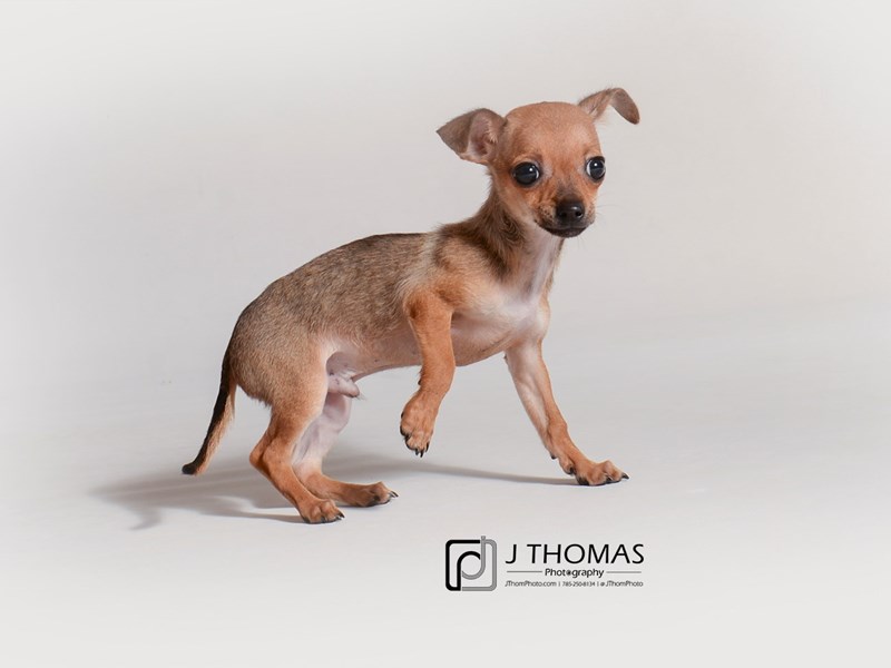 Chihuahua-DOG-Male-Red-3200170-Petland Topeka, Kansas