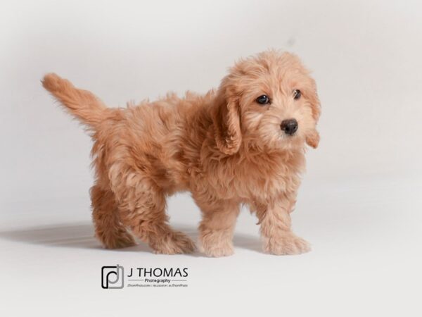 Goldendoodle Mini DOG Female Apricot 18820 Petland Topeka, Kansas