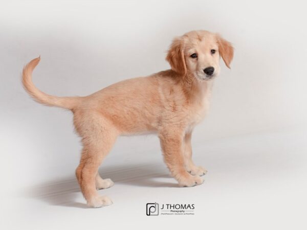 Golden Retriever DOG Female Golden 18819 Petland Topeka, Kansas