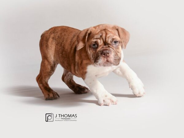 Bulldog-DOG-Female-Brindle-18818-Petland Topeka, Kansas