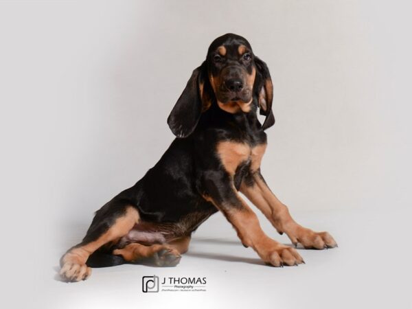 Bloodhound DOG Male Black / Tan 18817 Petland Topeka, Kansas