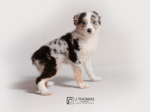 Miniature Australian Shepherd DOG Female Blue Merle 18816 Petland Topeka, Kansas