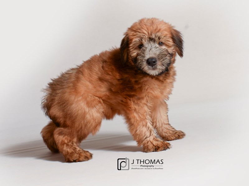 Soft Coated Wheaten Terrier-DOG-Female-Wheaten-3239560-Petland Topeka, Kansas