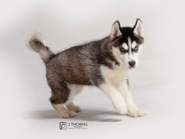 Siberian Husky DOG Female Black / White 18813 Petland Topeka, Kansas