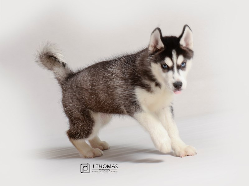 Siberian Husky-DOG-Female-Black / White-3239567-Petland Topeka, Kansas