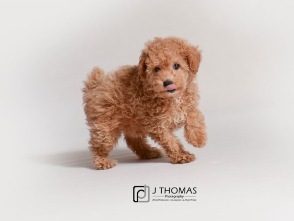 Poodle-DOG-Female-Apricot-18810-Petland Topeka, Kansas