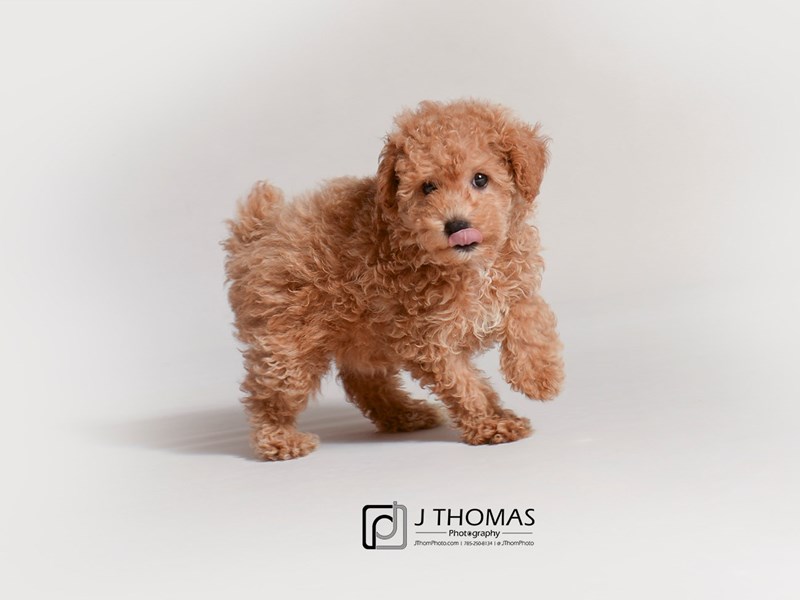 Poodle-DOG-Female-Apricot-3239562-Petland Topeka, Kansas