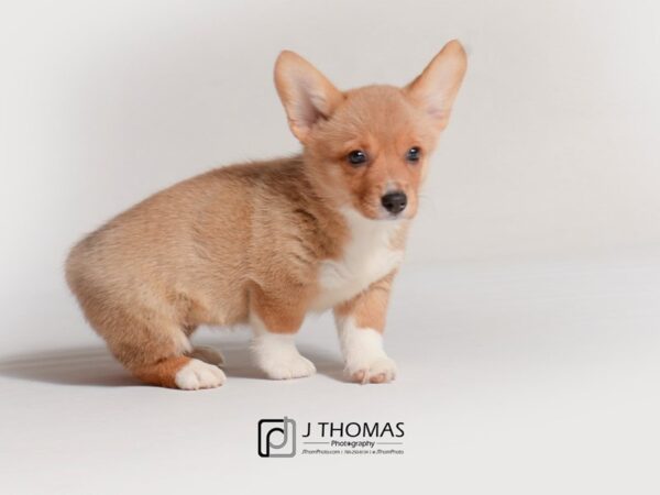 Pembroke Welsh Corgi-DOG-Female-Red-18809-Petland Topeka, Kansas