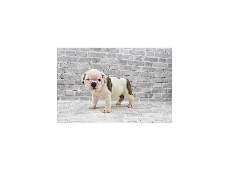 English Bulldog-DOG-Female-Red Brindle and White-3248685-Petland Topeka, Kansas
