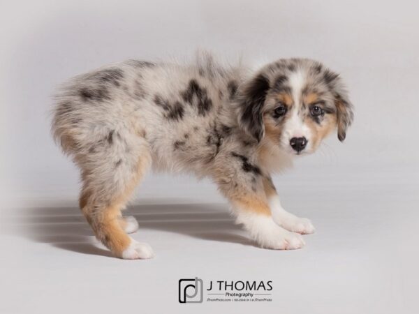 Miniature American Shepherd DOG Female Blue Merle 18838 Petland Topeka, Kansas