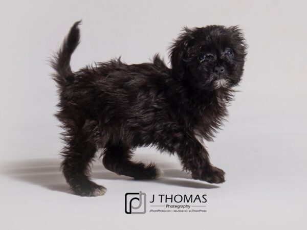 Aussiedoodle 2nd Generation DOG Female Black 18837 Petland Topeka, Kansas