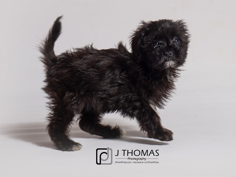 Aussiedoodle 2nd Generation-DOG-Female-Black-3248698-Petland Topeka, Kansas