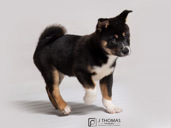 Shiba Inu DOG Male Black and Tan 18835 Petland Topeka, Kansas