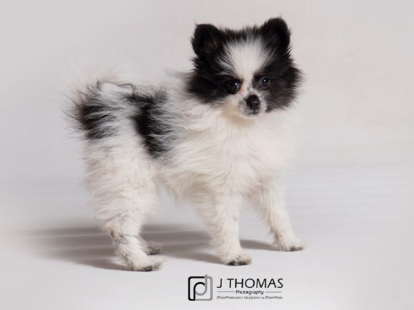 Pomeranian DOG Female Black 18833 Petland Topeka, Kansas