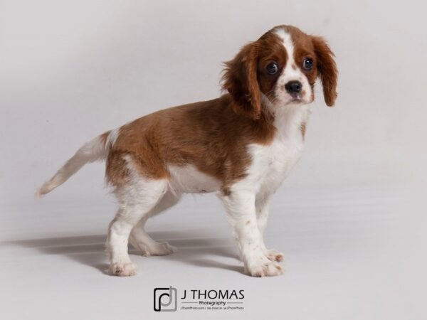 Cavalier King Charles Spaniel DOG Female Blenheim 18832 Petland Topeka, Kansas