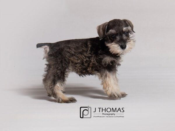 Miniature Schnauzer DOG Female Salt / Pepper 18831 Petland Topeka, Kansas