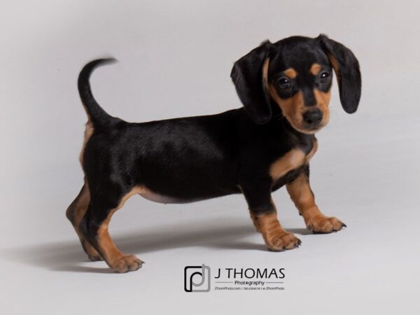 Dachshund DOG Female Black and Tan 18830 Petland Topeka, Kansas