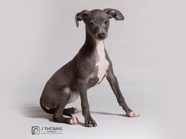 Italian Greyhound DOG Female Blue and White 18829 Petland Topeka, Kansas