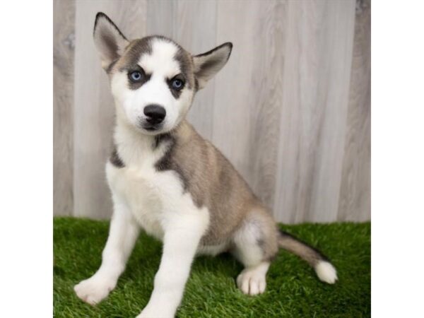 Siberian Husky DOG Female Gray / White 18842 Petland Topeka, Kansas