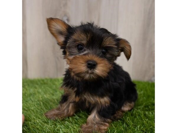 Yorkshire Terrier DOG Female Black / Tan 18843 Petland Topeka, Kansas