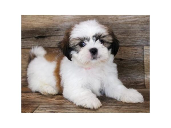 Shih Tzu-DOG-Male-Red / White-18840-Petland Topeka, Kansas