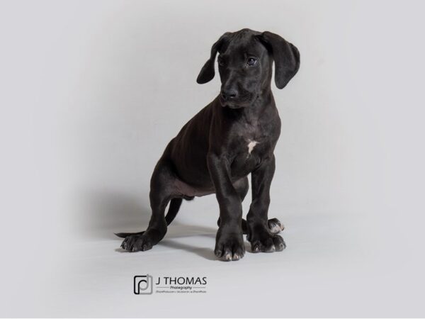 Great Dane DOG Female Black 18852 Petland Topeka, Kansas