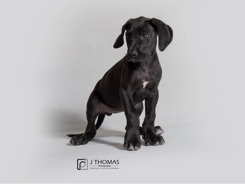 Great Dane-DOG-Female-Black-3258311-Petland Topeka, Kansas