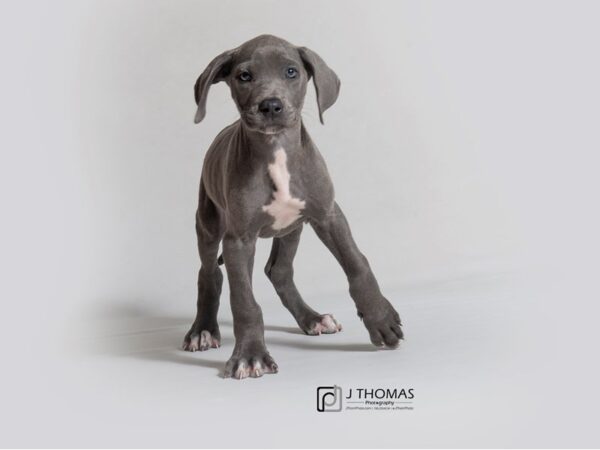 Great Dane DOG Female Blue 18851 Petland Topeka, Kansas