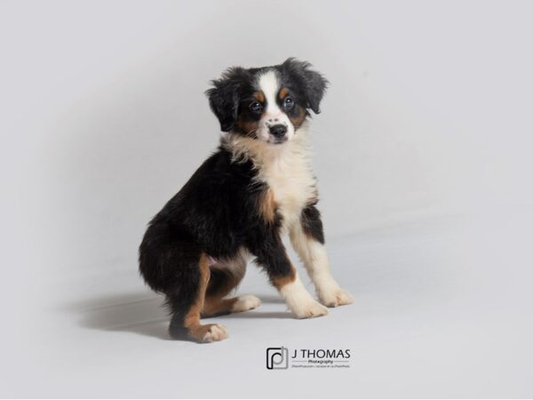 Miniature Australian Shepherd DOG Female Black White and Brown 18850 Petland Topeka, Kansas