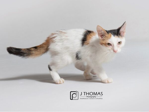 Manx-CAT-Female-Tortoiseshell-18849-Petland Topeka, Kansas