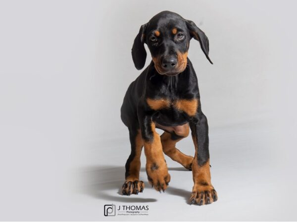 Doberman Pinscher DOG Female Black / Rust 18848 Petland Topeka, Kansas