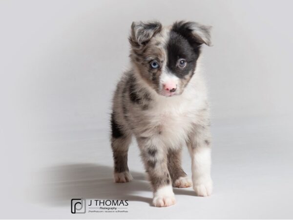 Australian Shepherd DOG Male Blue Merle 18846 Petland Topeka, Kansas