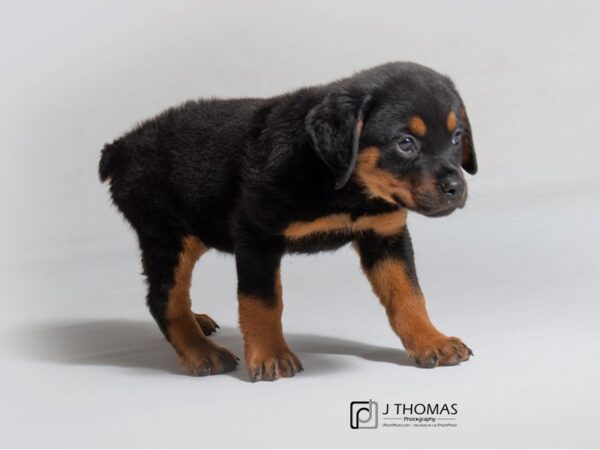 Rottweiler DOG Female Black and Mahogany 18845 Petland Topeka, Kansas