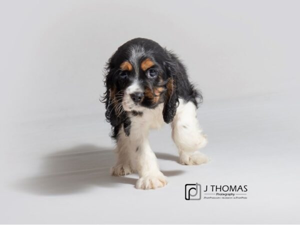 Cocker Spaniel DOG Female Black White / Tan 18844 Petland Topeka, Kansas