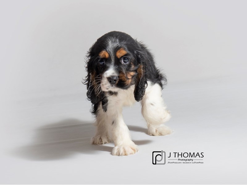 dark brown cocker spaniel puppies