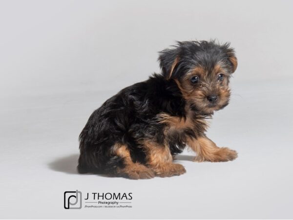 Yorkshire Terrier DOG Female Black / Tan 18841 Petland Topeka, Kansas