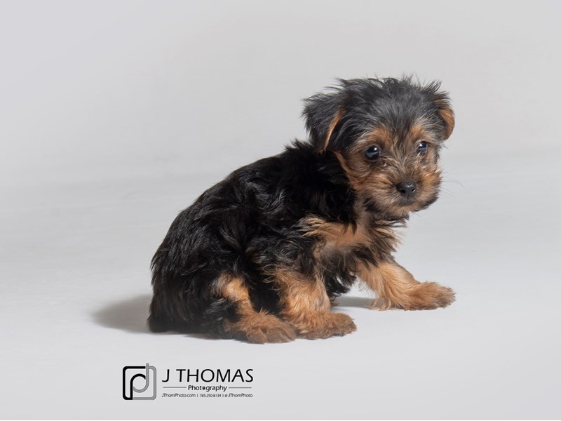 Yorkshire Terrier-DOG-Female-Black / Tan-3257190-Petland Topeka, Kansas