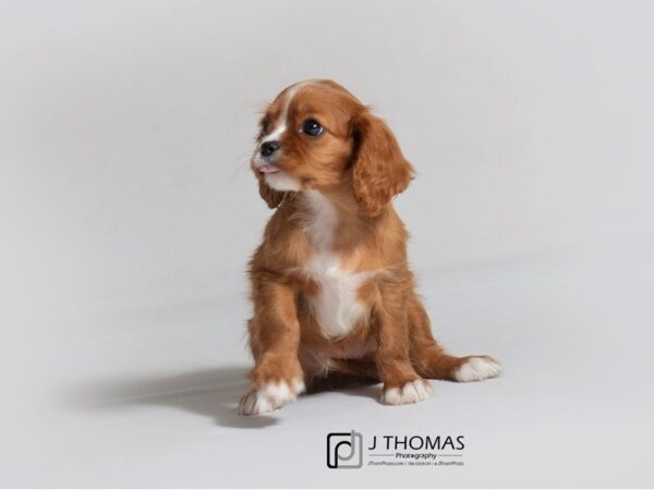 Cavalier King Charles Spaniel-DOG-Female-Ruby-18839-Petland Topeka, Kansas