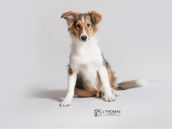 Shetland Sheepdog DOG Female Sable / White 18652 Petland Topeka, Kansas