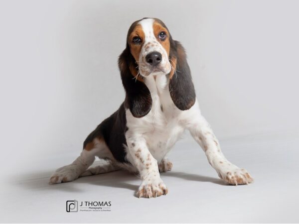 Basset Hound DOG Male Black White / Tan 18711 Petland Topeka, Kansas