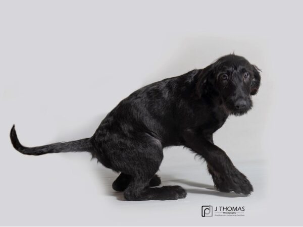 Labradoodle DOG Female Black 18721 Petland Topeka, Kansas