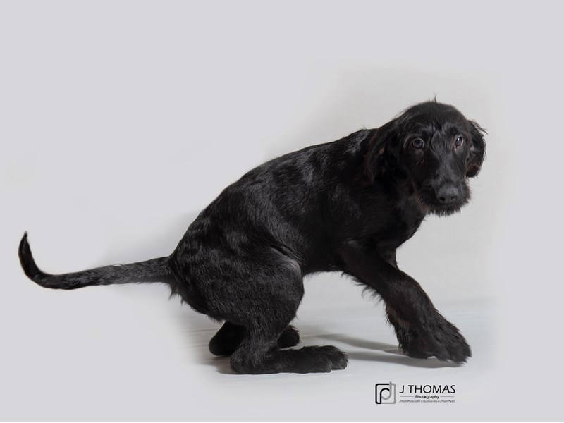 Labradoodle-DOG-Female-Black-3183079-Petland Topeka, Kansas