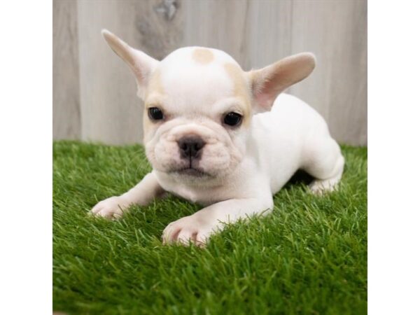 French Bulldog-DOG-Male-Cream-18856-Petland Topeka, Kansas