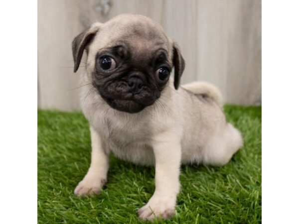 Pug-DOG-Female-Fawn-18858-Petland Topeka, Kansas