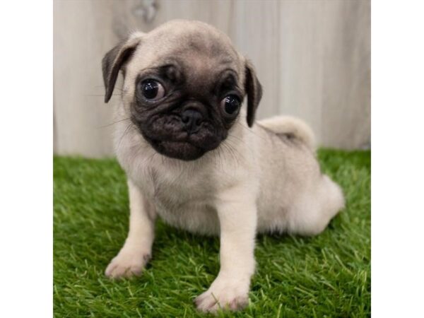 Pug-DOG-Female-Fawn-18858-Petland Topeka, Kansas